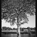 img_2623-bw img_2623-bw
